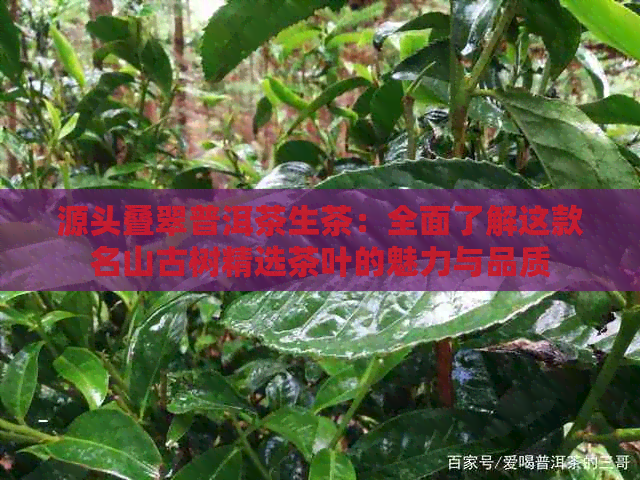 源头叠翠普洱茶生茶：全面了解这款名山古树精选茶叶的魅力与品质