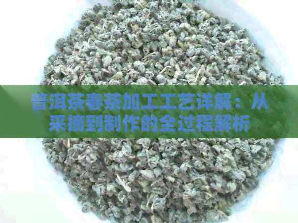 普洱茶春茶加工工艺详解：从采摘到制作的全过程解析