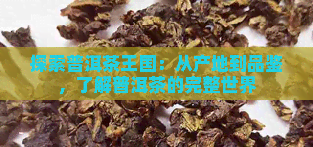 探索普洱茶王国：从产地到品鉴，了解普洱茶的完整世界