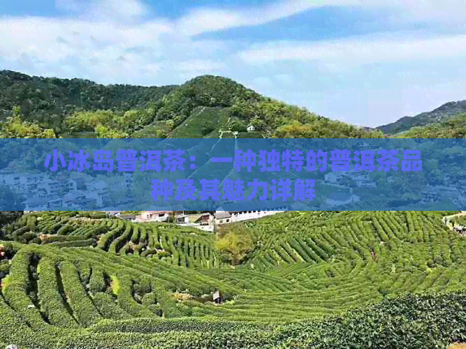 小冰岛普洱茶：一种独特的普洱茶品种及其魅力详解