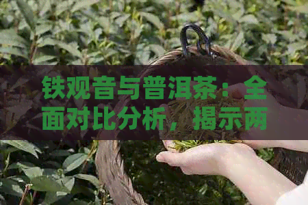 铁观音与普洱茶：全面对比分析，揭示两大茶类的独特之处与区别