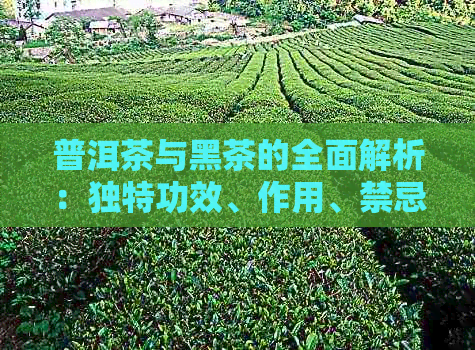 普洱茶与黑茶的全面解析：独特功效、作用、禁忌及潜在副作用