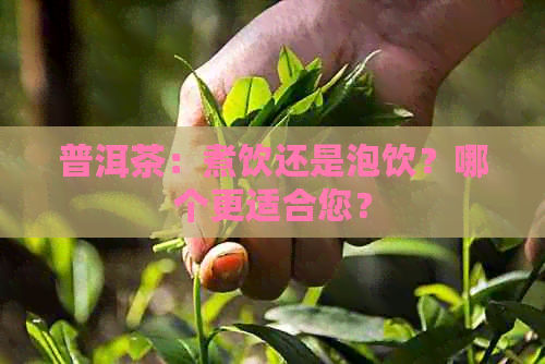 普洱茶：煮饮还是泡饮？哪个更适合您？