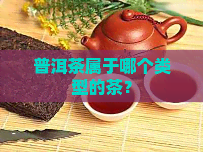 普洱茶属于哪个类型的茶？