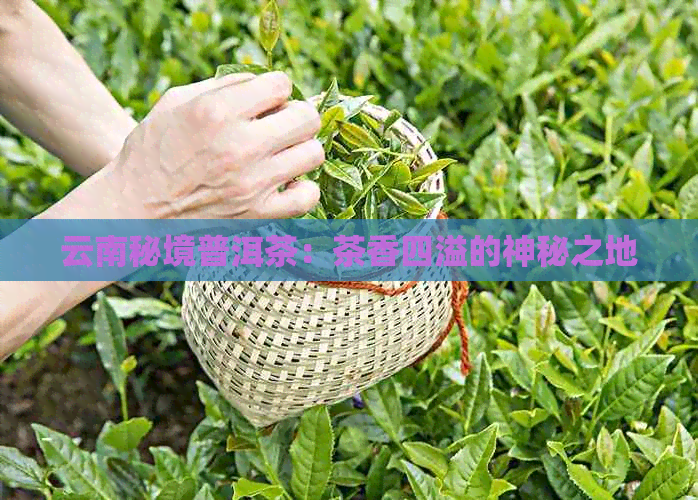 云南秘境普洱茶：茶香四溢的神秘之地