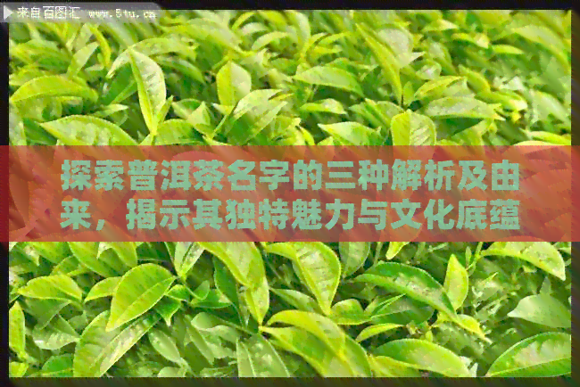 探索普洱茶名字的三种解析及由来，揭示其独特魅力与文化底蕴