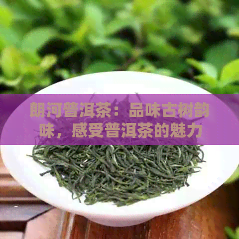 朗河普洱茶：品味古树韵味，感受普洱茶的魅力