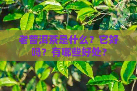 老普洱茶是什么？它好吗？有哪些好处？