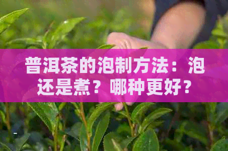 普洱茶的泡制方法：泡还是煮？哪种更好？