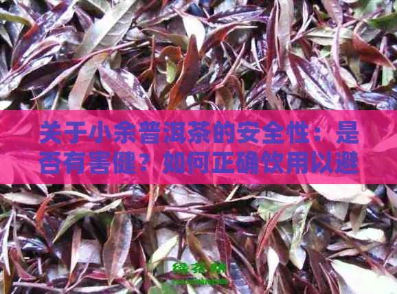 关于小余普洱茶的安全性：是否有害健？如何正确饮用以避免潜在风险？