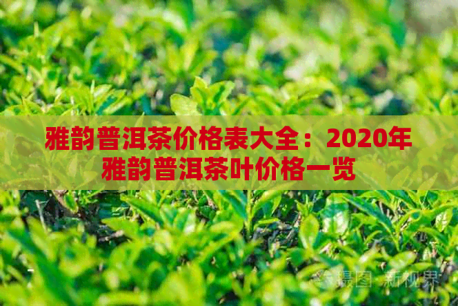 雅韵普洱茶价格表大全：2020年雅韵普洱茶叶价格一览