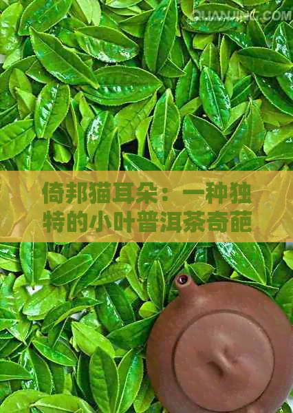 倚邦猫耳朵：一种独特的小叶普洱茶奇葩