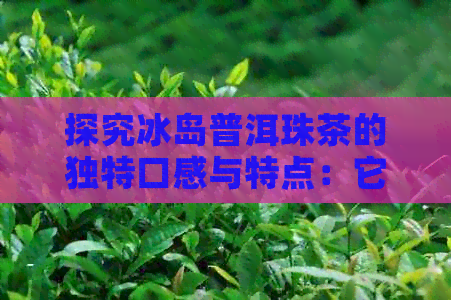 探究冰岛普洱珠茶的独特口感与特点：它是不是普洱茶中的龙珠？