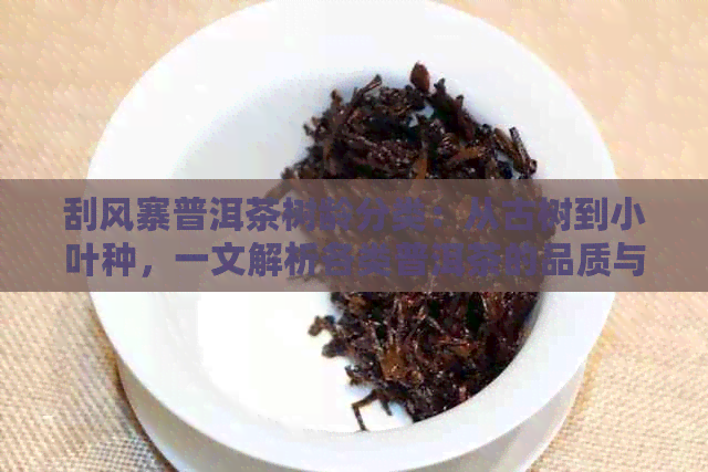 刮风寨普洱茶树龄分类：从古树到小叶种，一文解析各类普洱茶的品质与特点