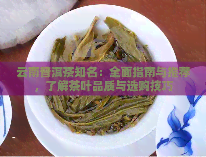 云南普洱茶知名：全面指南与推荐，了解茶叶品质与选购技巧