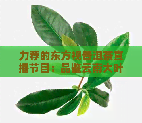 力荐的东方视普洱茶直播节目：品鉴云南大叶种普洱茶的独特魅力