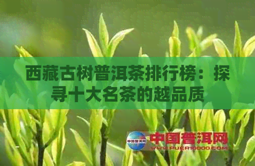      古树普洱茶排行榜：探寻十大名茶的越品质