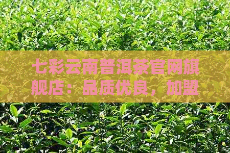 七彩云南普洱茶官网旗舰店：品质优良，加盟费用详解