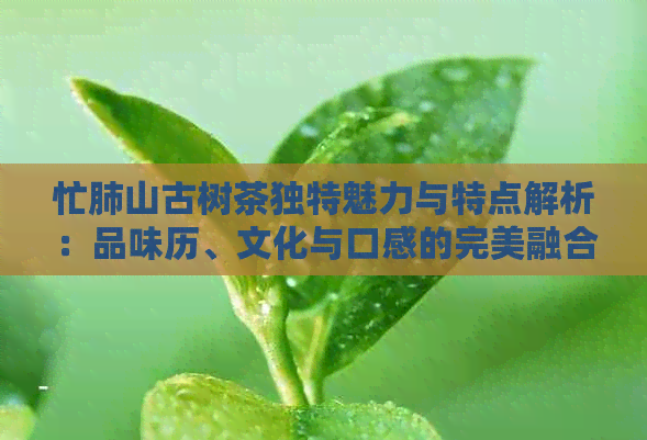 忙肺山古树茶独特魅力与特点解析：品味历、文化与口感的完美融合