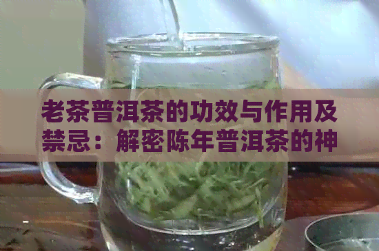 老茶普洱茶的功效与作用及禁忌：解密陈年普洱茶的神奇效果和饮用注意事项