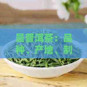 曼普洱茶：品种、产地、制作工艺、口感、功效及选购指南，一篇全面解答！