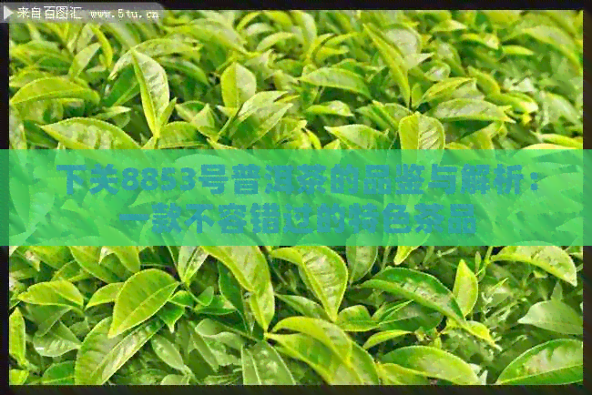 下关8853号普洱茶的品鉴与解析：一款不容错过的特色茶品