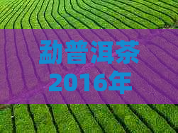 勐普洱茶2016年：品质、产地、口感、价格等全方位解析