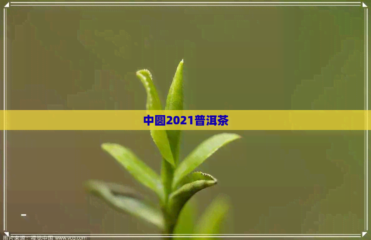 中圆2021普洱茶