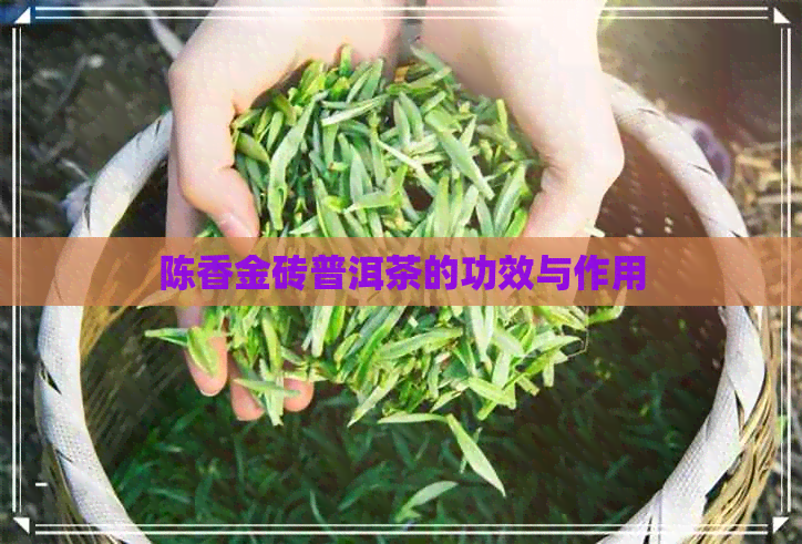 陈香金砖普洱茶的功效与作用