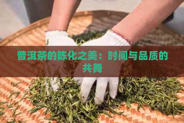 普洱茶的陈化之美：时间与品质的共舞