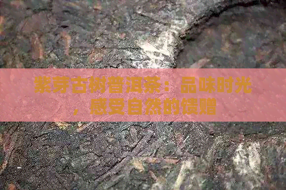 紫芽古树普洱茶：品味时光，感受自然的馈赠