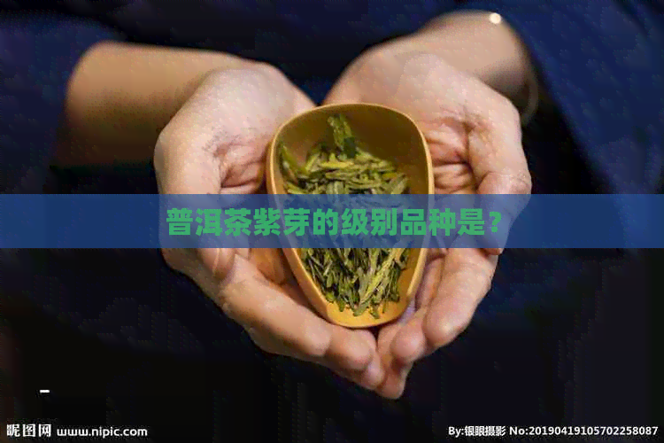 普洱茶紫芽的级别品种是？