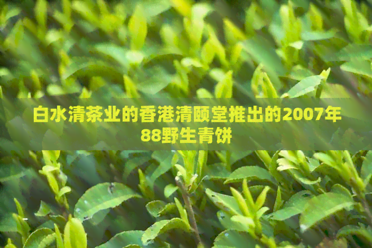 白水清茶业的清颐堂推出的2007年88野生青饼