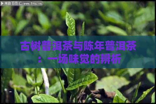 古树普洱茶与陈年普洱茶：一场味觉的辨析