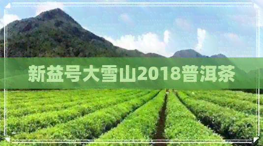 新益号大雪山2018普洱茶