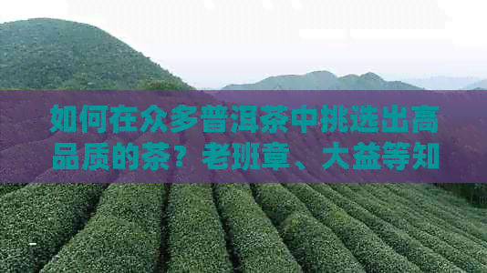 如何在众多普洱茶中挑选出高品质的茶？老班章、大益等知名值得一试