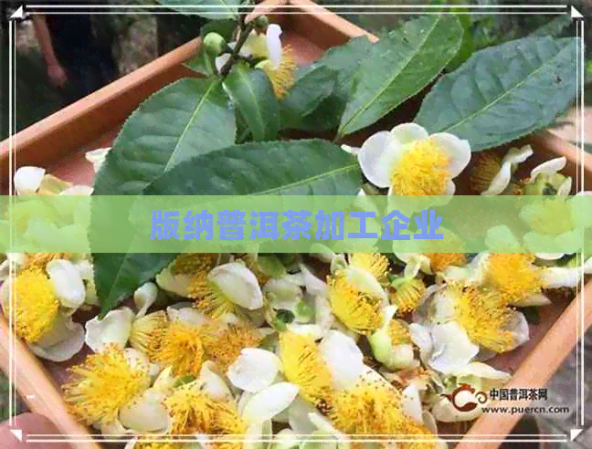 版纳普洱茶加工企业