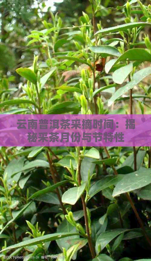 云南普洱茶采摘时间：揭秘采茶月份与节特性