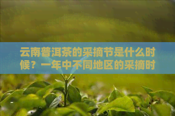 云南普洱茶的采摘节是什么时候？一年中不同地区的采摘时间有何差异？