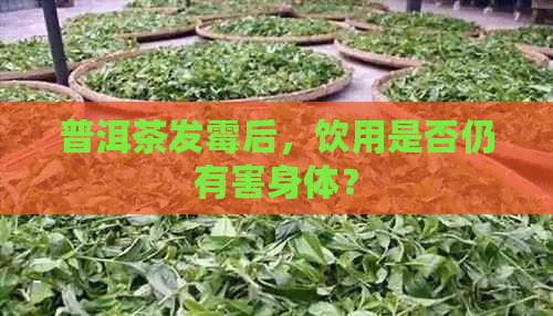 普洱茶发霉后，饮用是否仍有害身体？