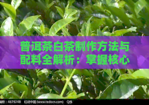 普洱茶白茶制作方法与配料全解析：掌握核心技艺，品鉴独特风味