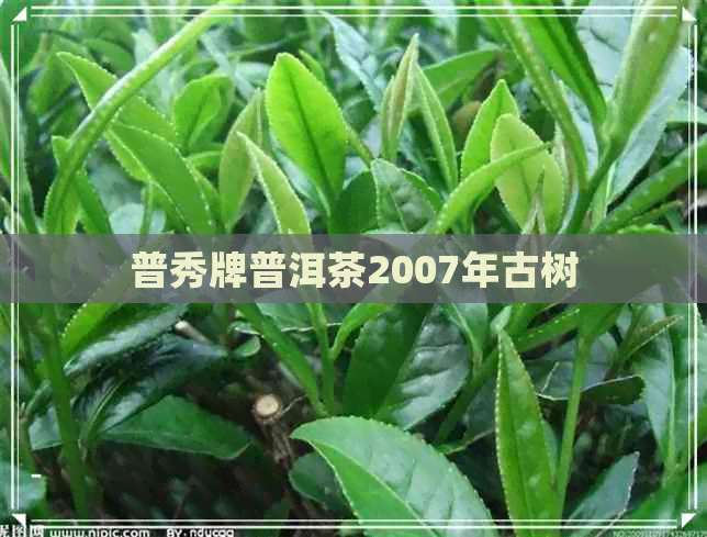 普秀牌普洱茶2007年古树