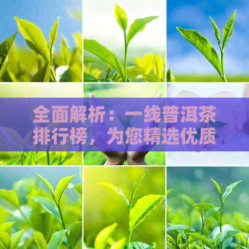 全面解析：一线普洱茶排行榜，为您精选优质茶叶提供参考