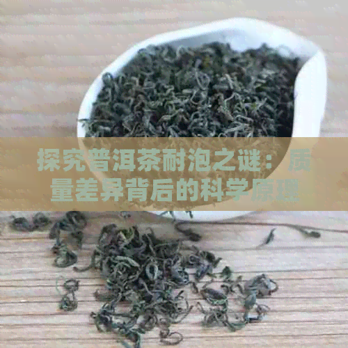 探究普洱茶耐泡之谜：质量差异背后的科学原理