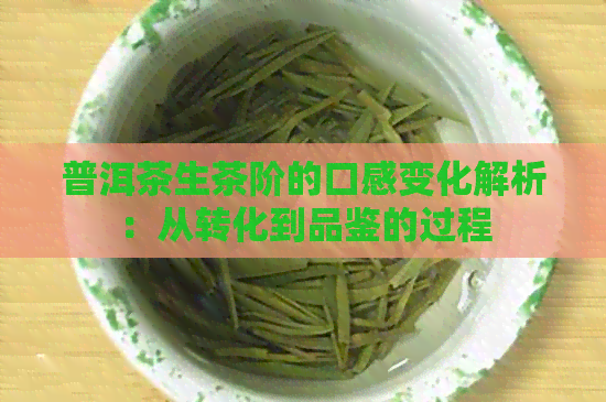 普洱茶生茶阶的口感变化解析：从转化到品鉴的过程