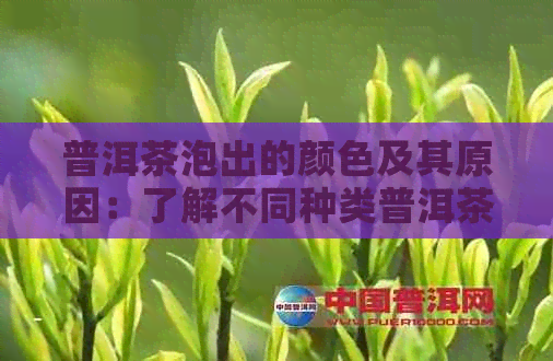 普洱茶泡出的颜色及其原因：了解不同种类普洱茶的泡法和效果