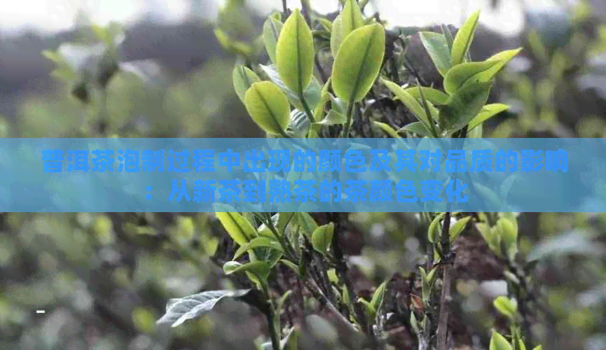 普洱茶泡制过程中出现的颜色及其对品质的影响：从新茶到熟茶的茶颜色变化