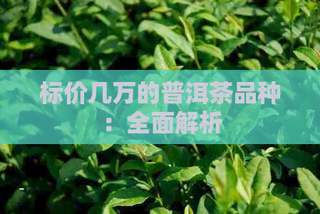 标价几万的普洱茶品种：全面解析