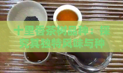 十里香茶树品种：探究其独特风味与种植技艺