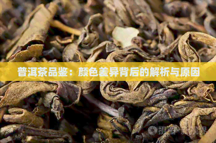 普洱茶品鉴：颜色差异背后的解析与原因